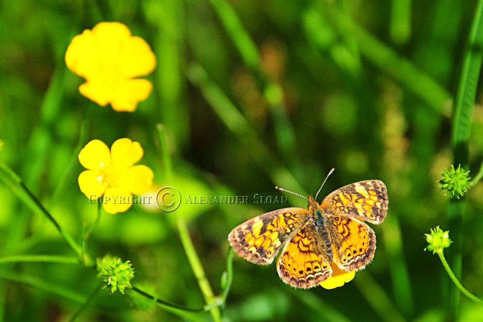 0662-Purple-Nikon