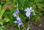 00385-Purple-Nikon
