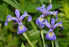 00393-Purple-Nikon