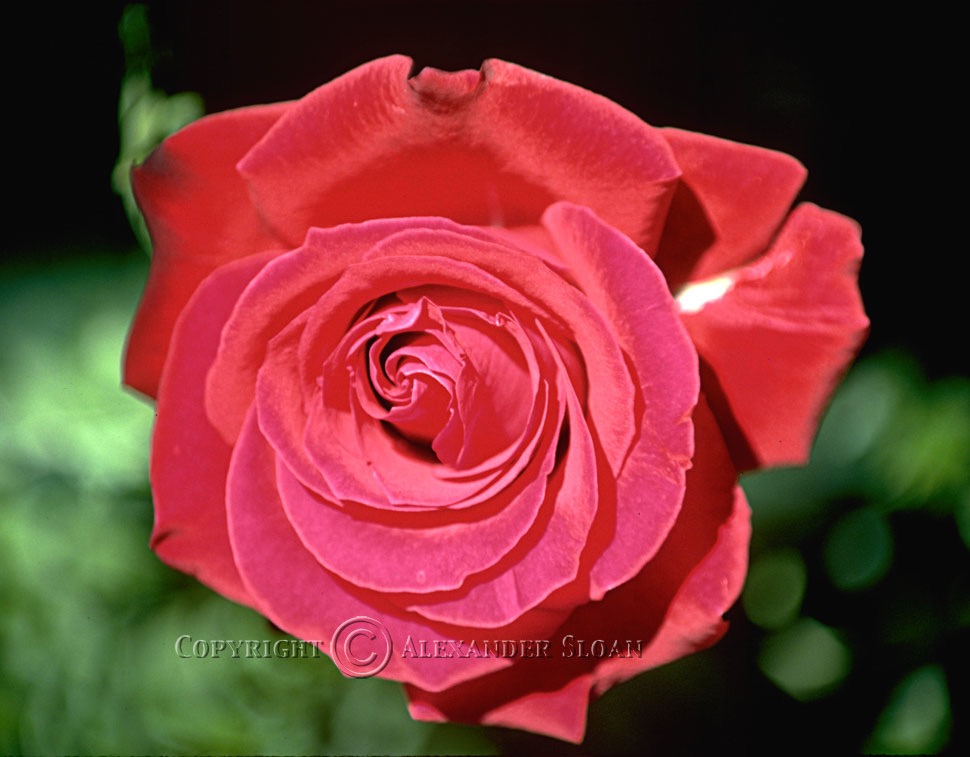Red-Rose-1-Purple-Nikon