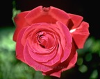 Red-Rose-1-Purple-Nikon