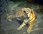 Cool-Tiger-Purple-Nikon