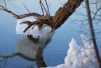 0278-Purple-Nikon