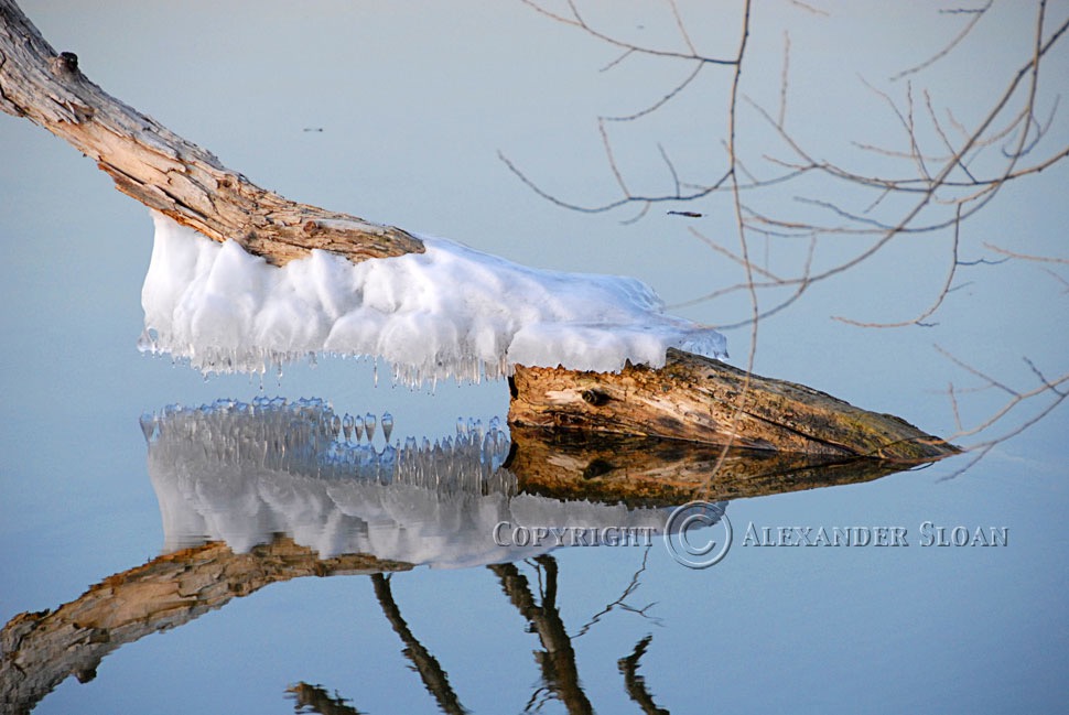 0281-Purple-Nikon